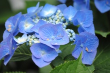 Hortensia blauw