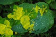 Smyrnium perfoliatum