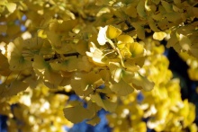 Ginkgo in herfstpracht