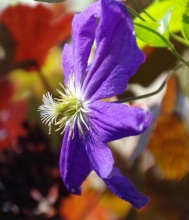 Uitbundige bloei van de Clematis